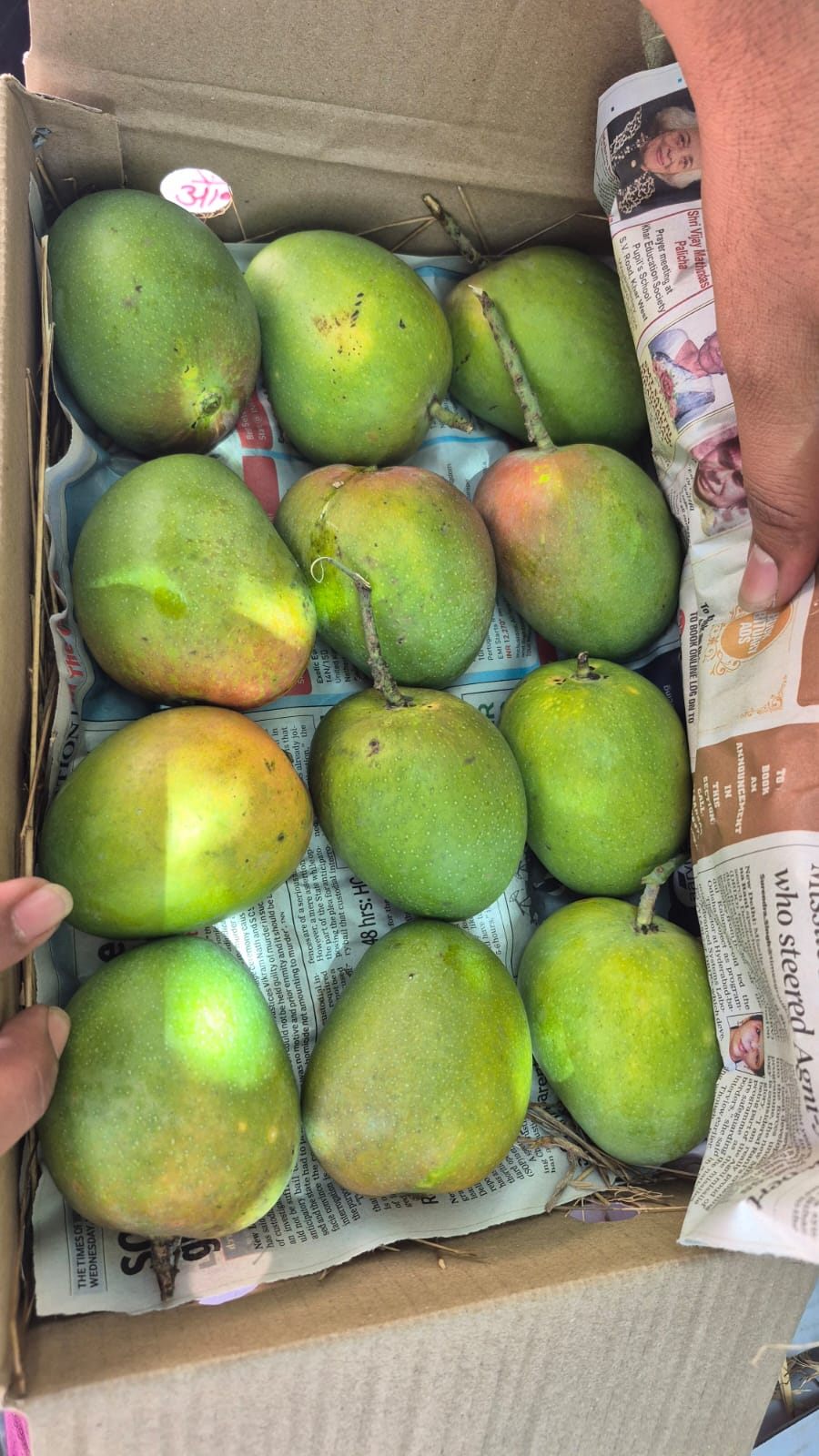 Fresh Indian mangoes packed in a box for export handling