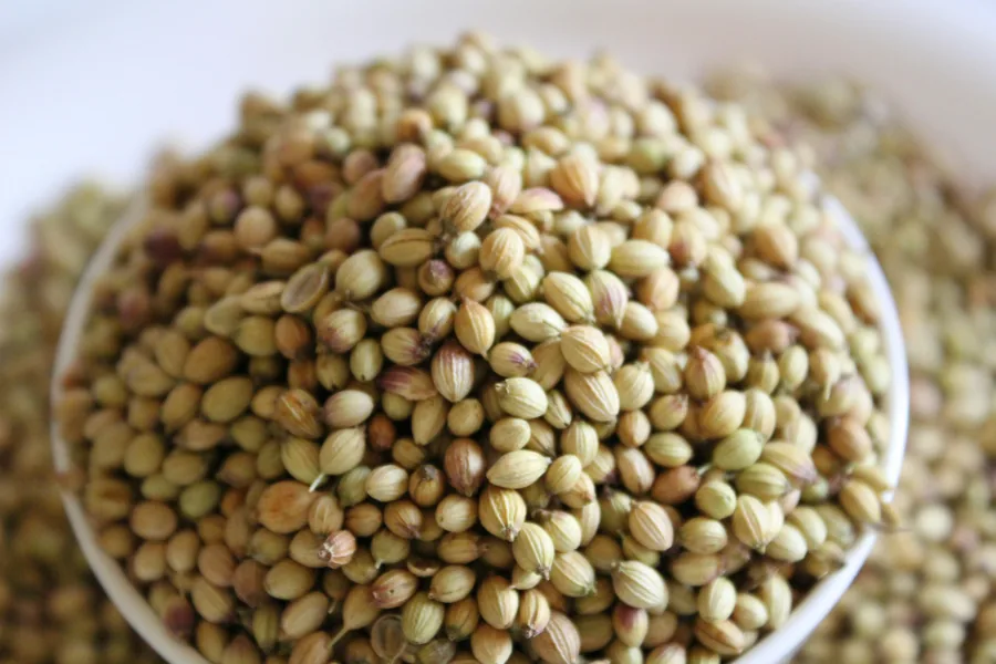 Coriander seed exporter India