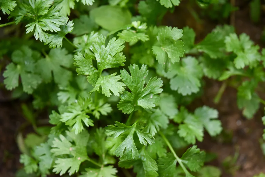 Fresh coriander leaves exporter India