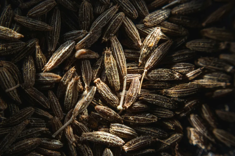 Cumin seed exporter India