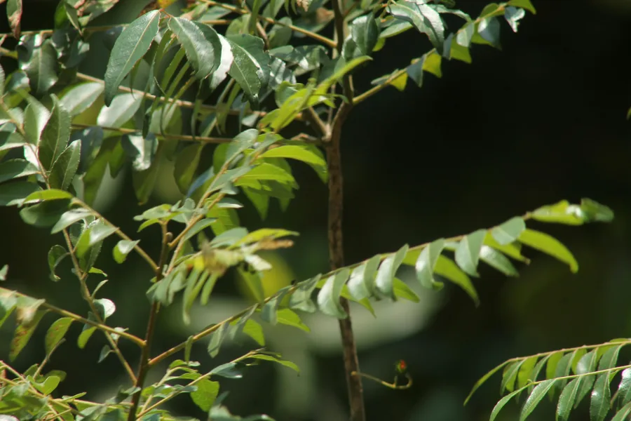 Fresh curry leaves exporter India