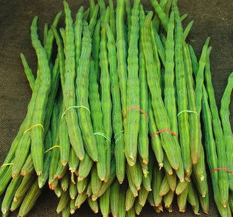 Fresh drumstick vegetable supply from India