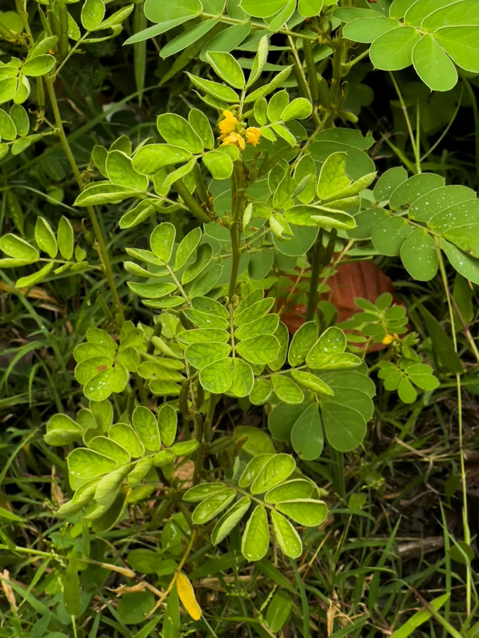 Fenugreek seed exporter India