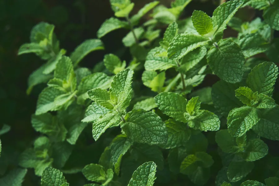 Fresh mint leaves selected for export from India