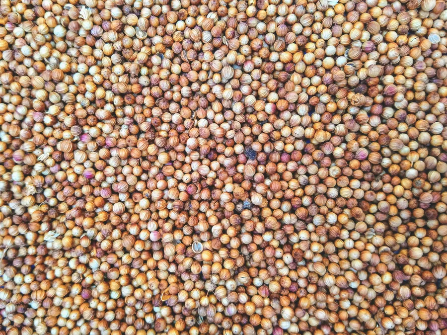 Mustard seed exporter India
