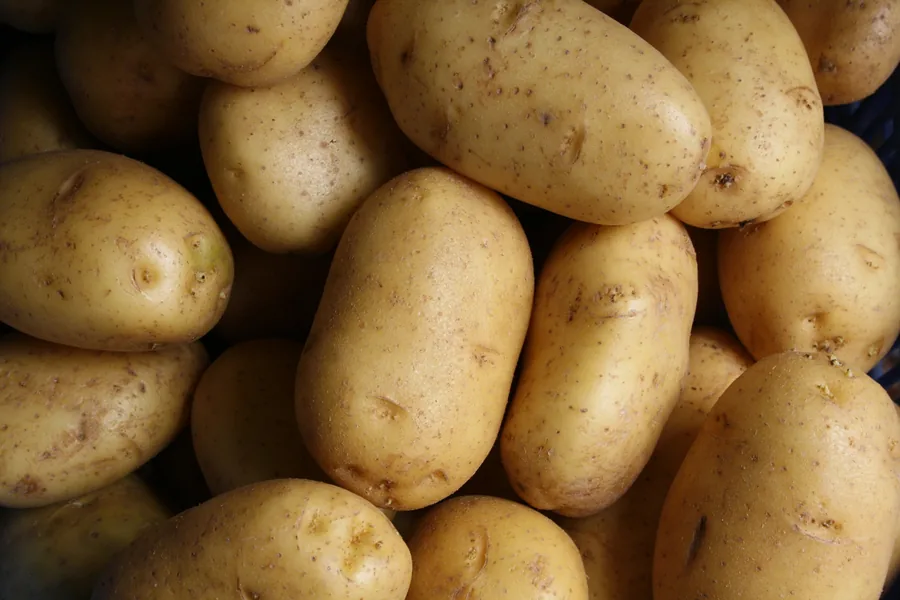 Fresh potatoes prepared for bulk export from India