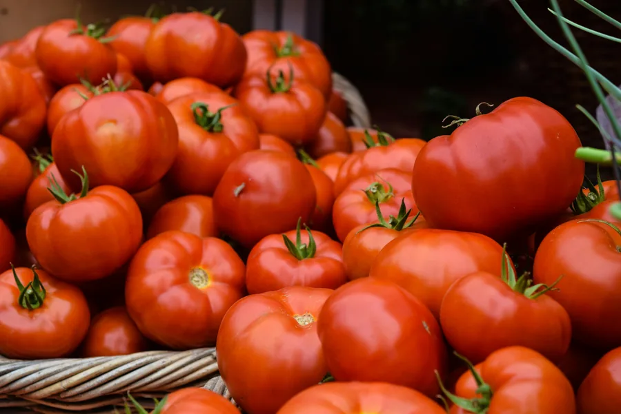 Fresh tomatoes selected for export from India