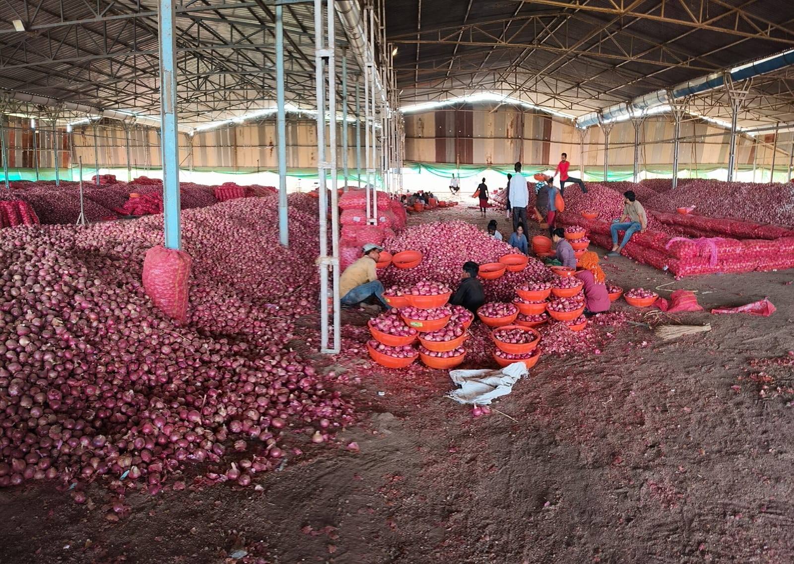 Fresh red onions sorted in an Indian warehouse for export supply